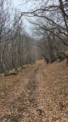იყიდება სასოფლო-სამეურნეო მიწის ნაკვეთი თეთრიწყაროს რაიონში