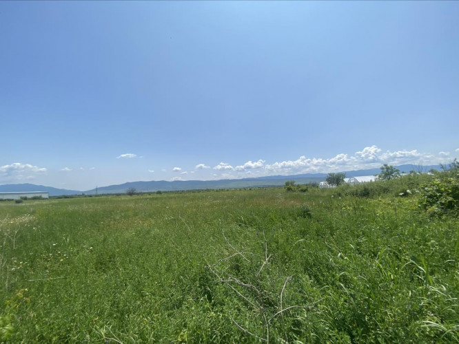 ძალისი