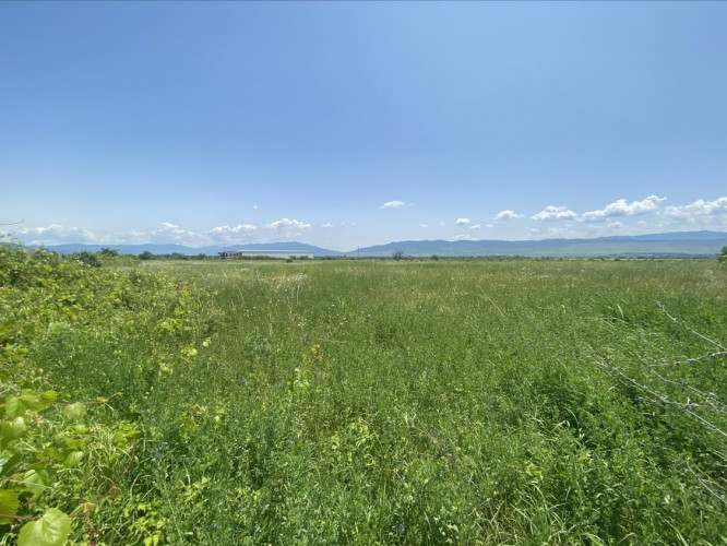 ძალისი