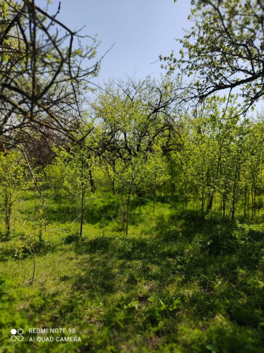 მიწა თიანეთში