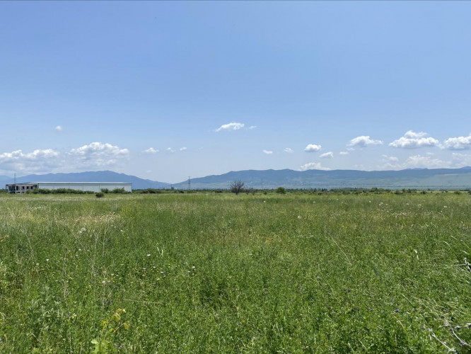 ძალისი