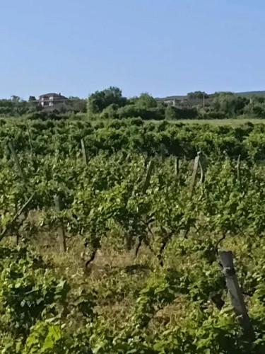 იყიდება მიწის ნაკვეთი სოფელ კისისხევში