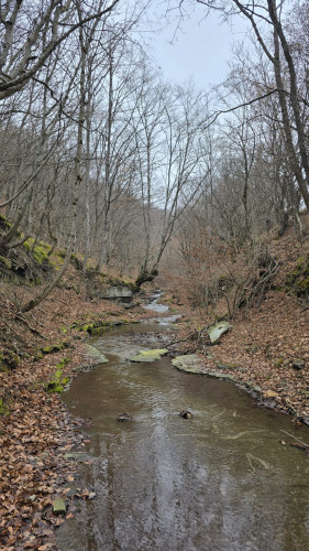 იყიდება სასოფლო-სამეურნეო მიწის ნაკვეთი თეთრიწყაროს რაიონში