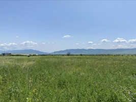 ძალისი